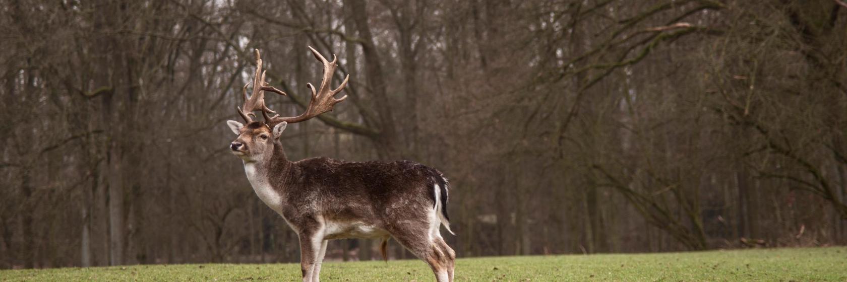 Parque Zoológico de Düsseldorf-Grafenberg